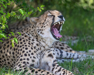 Cheetah yawning, Masai Mara, Kenya
