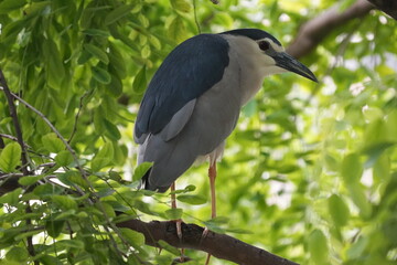 The Black-crowned Night Heron (Nycticorax nycticorax) is a medium-sized heron species known for its striking appearance and primarily nocturnal habits.|夜鷺
