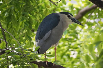 
The Black-crowned Night Heron (Nycticorax nycticorax) is a medium-sized heron species known for its striking appearance and primarily nocturnal habits.|夜鷺