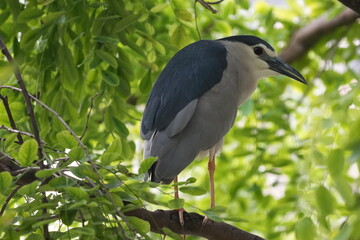 검은관밤왜가리 (Nycticorax nycticorax)는 눈에 띄는 외모와 주로 야행성 습성으로 알려진 중형 왜가리 종입니다