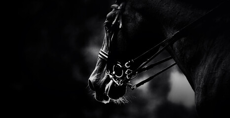 The black and white photograph captures the portrait of a horse wearing a bridle. The equestrian sport competitions. Equestrianism and horsemanship. The horseback riding. - obrazy, fototapety, plakaty