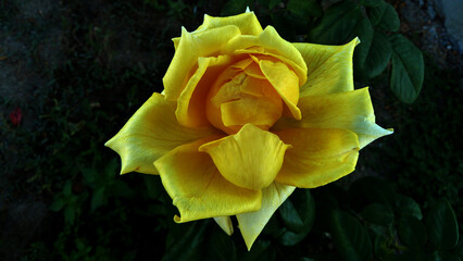 Rosa gialla