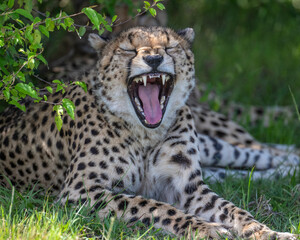 Cheetah yawning, Masai Mara, Kenya