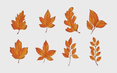 Set of Autumn Leaves.