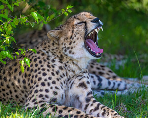 Cheetah yawning, Masai Mara, Kenya