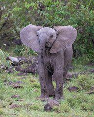 Fototapeta premium Baby African Elephant, Masai Mara, Kenya