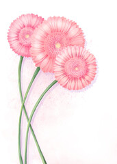 Softness bouquet from three soft peach pink chrysanthemum flowers, pastel colored spring or summer floral illustration. Digital Watercolor painting design element. - 659482231