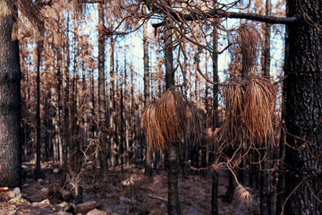 Pine forest burned in a forest fire in Tenerife. Environmental disaster and climate crisis.