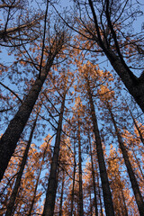 Landscape of pine forest burned in a forest fire in Tenerife. Environmental disaster and climate crisis.