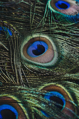 Obraz premium Close-up sur les plumes colorées d'un paon - Arrière plan coloré bleu et vert irisé