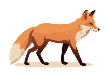 Standing fox isolated on a white background. Orange fox walking profile, body side view. Vector stock