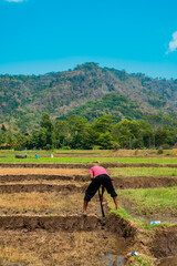 A farmer is hoeing to make a water channel so that his dry rice fields can be irrigated with water. Portrait of a farmer in a rice field with a hilly area in the background during the day