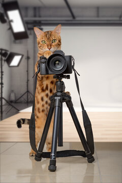 Bengal cat with a SLR camera in front of a photo studio.