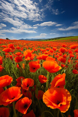 Fields blanketed with the vivid orange and red of blooming poppies.