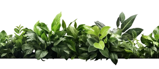 Keuken spatwand met foto green leaves without background © Daisha