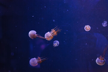 underwater photography of beautiful flame jellyfish rhopilema esculentum