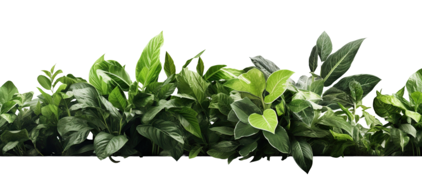 green leaves without background