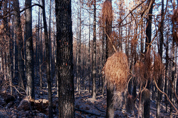 Pine forest burned in a forest fire in Tenerife. Environmental disaster and climate crisis.