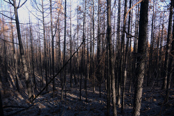 Landscape of pine forest burned in a forest fire in Tenerife. Environmental disaster and climate...