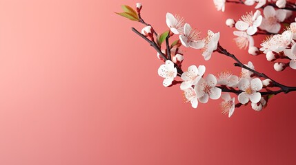  a branch with white flowers on a pink background with copy - space. generative ai