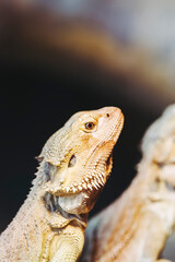 Portrait d'un reptile dragon barbu ou Pogona vitticeps