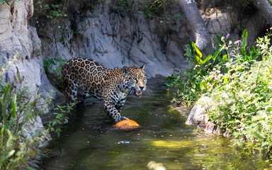 leopard on water