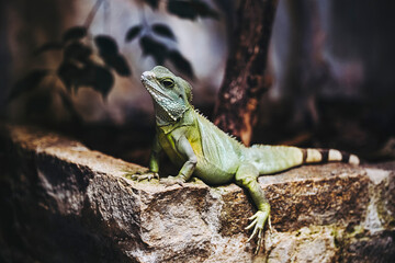 Portrait d'un dragon d'eau ou Physignathus coccincinus dans un terrarium