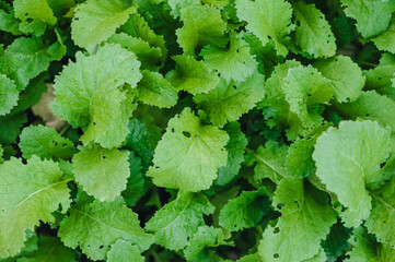 Background, texture of green mustard leaves in a garden on a plantation. Photography, nature,...