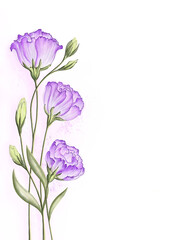 Purple Eustomas flowers. Isolated softness purple and green floral design elements. Romantic floral rose flowers and green stems on white background. Digital painting Vintage design element - 659488276