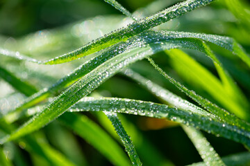 Dew or rain drops on blades of bright green gras. Macro close up in a wet meadow in Tübingen, Germany. Summer morning sunlight reflected by the lenticular drops on the curved and bent haulms. 