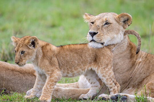 Mother Lion with cub, Masai Mara, Kenya