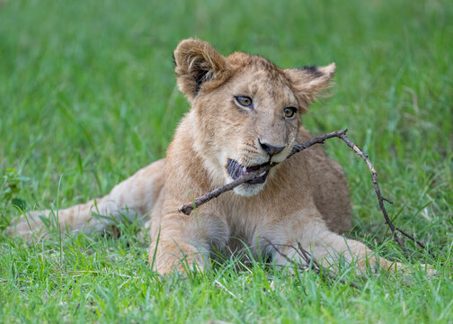 Young Lion chewing on a stick, Masai Mara, Kenya