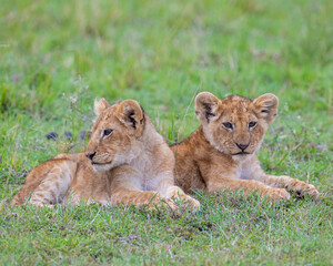 Lion cub, Masai Mara, Kenya