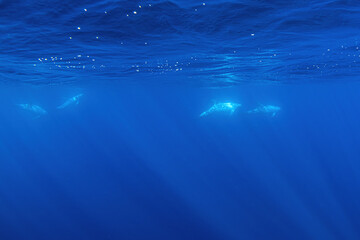 risso dolphin underwater in deep blue ocean
