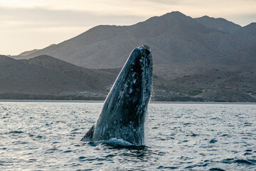 grey whale breaching in baja california sur, mexico
