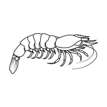 recommend clip art: Hand drawn shrimp outline illustration. - Vector.