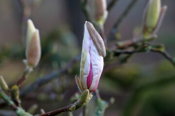 Beautiful delicate pink magnolia flower bud is ready to bloom in spring.