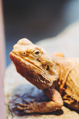 Portrait d'un reptile dragon barbu ou Pogona vitticeps