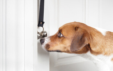 Dog using potty bell or dog training bell. In motion. Side view or dog touching bell with nose to...