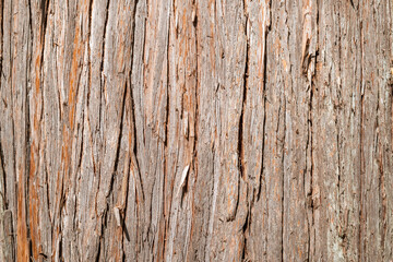 Western cedar bark close up. Large tree growing in forest or rainforest of  North Vancouver, BC, Canada. Old-growth forest concept. Also known as giant arborvitae or Thuja plicata. Selective focus.