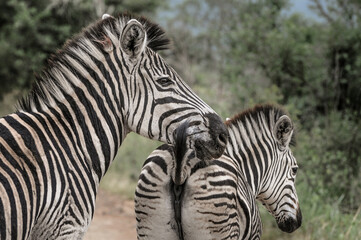 young baby Zebra in front of mother  at the kruger national park in south africa