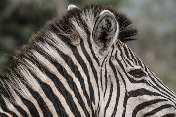 Fototapeta premium young baby Zebra in front of mother at the kruger national park in south africa