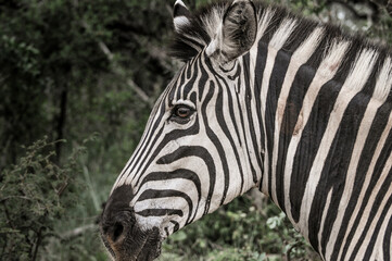 Fototapeta na wymiar young baby Zebra in front of mother at the kruger national park in south africa