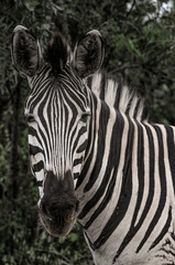 young baby Zebra in front of mother  at the kruger national park in south africa