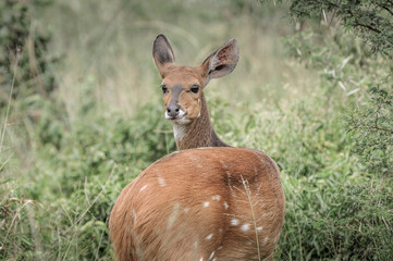 deer in kruger national park in south africa