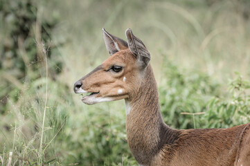 deer in kruger national park in south africa