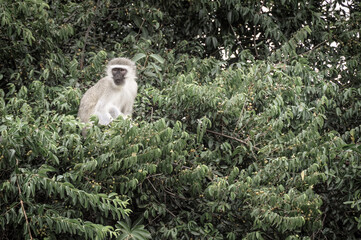 monkey in kruger national park in south africa