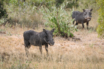 Naklejka na ściany i meble hog in kruger national park in south africa