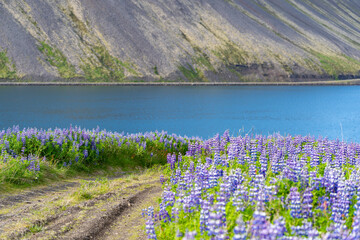 Beautiful purple lupine in the summer sunshine - Iceland Westfjords