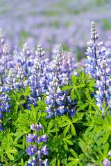 Beautiful purple lupine in the summer sunshine - Iceland